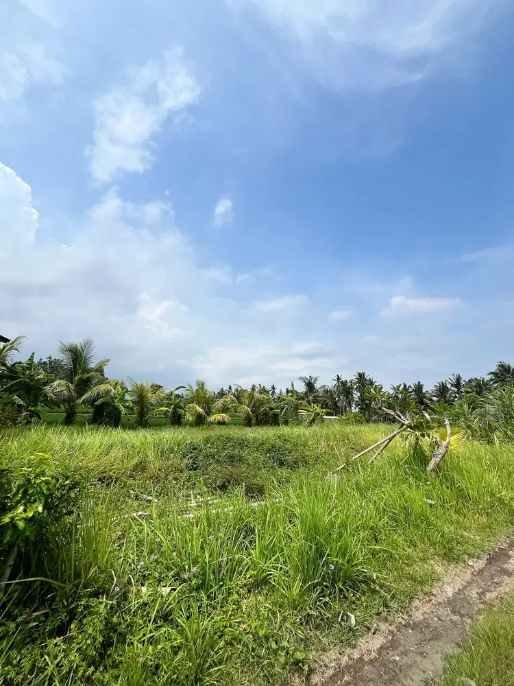 Disewakan Tanah 8 are di desa Mas Ubud