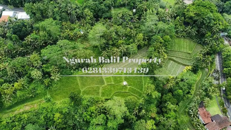 Land For Sale Murah Luas 17 Are View Sawah Terasering  dan Sungai