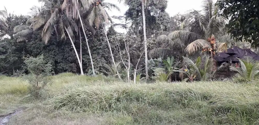 Dijual Tanah Luas 22.5 are Pinggir Jalan Utama Pejeng