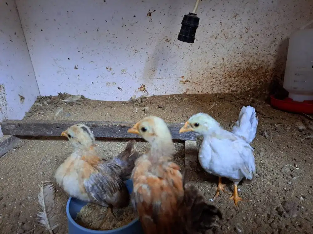 Anak Ayam Serama