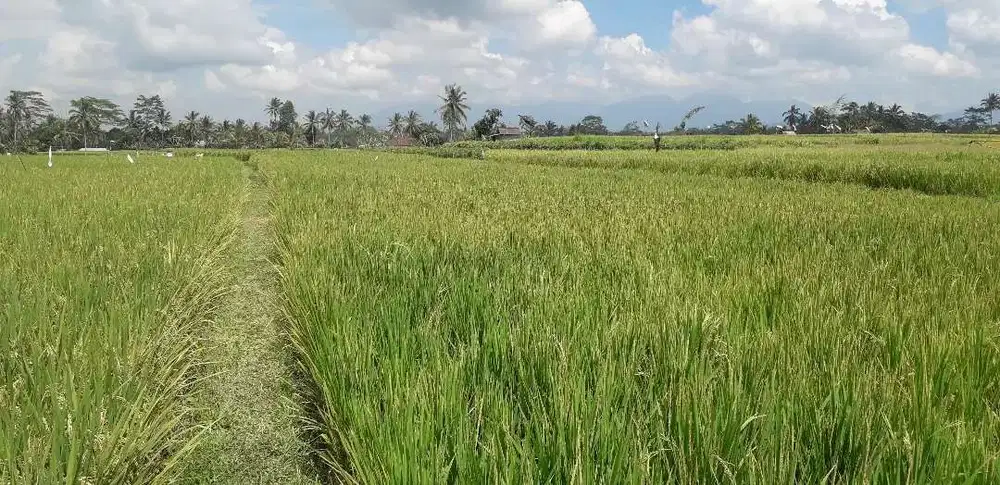 Dijual Tanah Luas 36 are View Sawah di Payangan Ubud