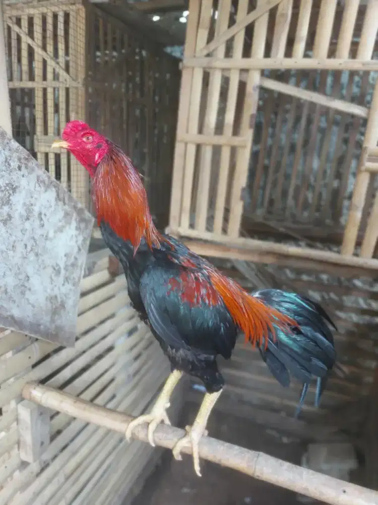 Jual ayam pakoy