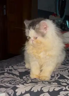Lps Adopt  kucing persia peaknose betina 5 bulan