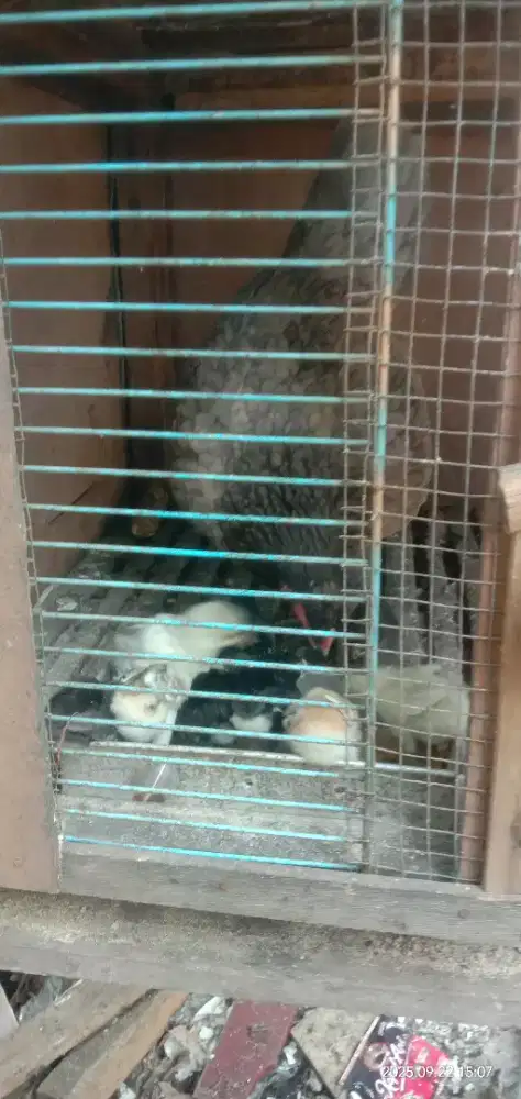 Ayam kampung biang bawa anak 9 ekor
