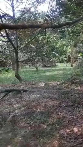jual kebun duren per mter 65 ribu akses mobil petir serang