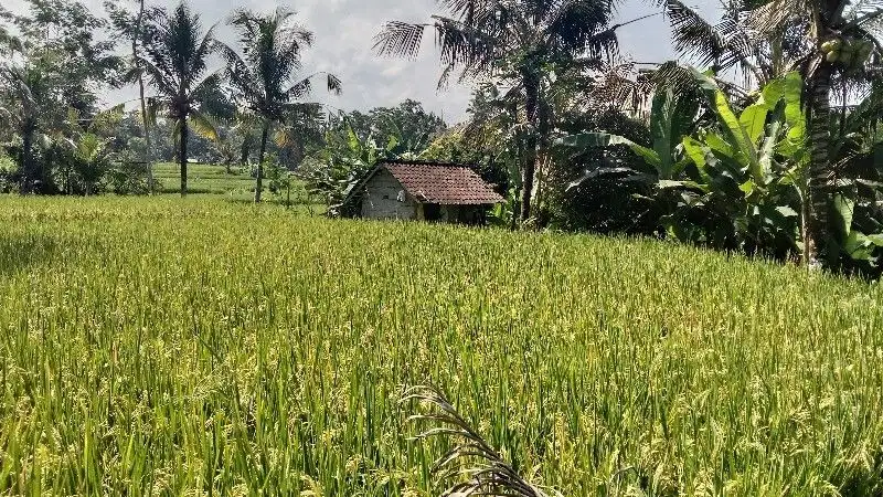 Tanah MURAH Luas 7,5 are View Sawah Link Villa di Pejeng Ubud Bali
