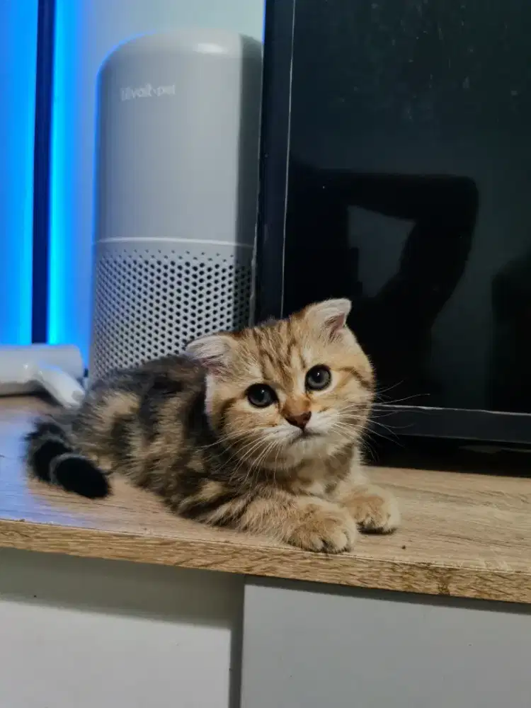 Scottish Fold Golden Marble