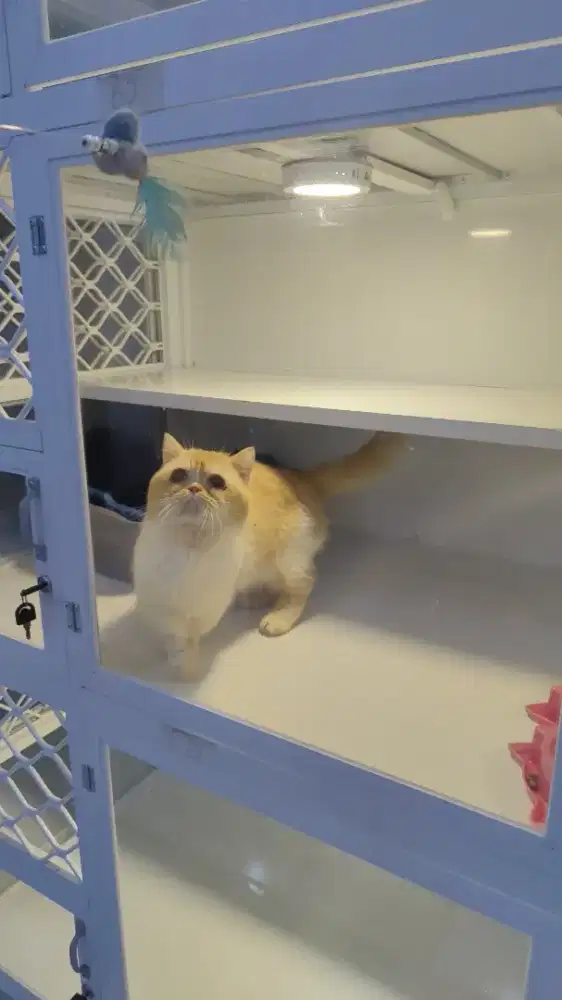 Kucing munhckin minuet cebol pejantan