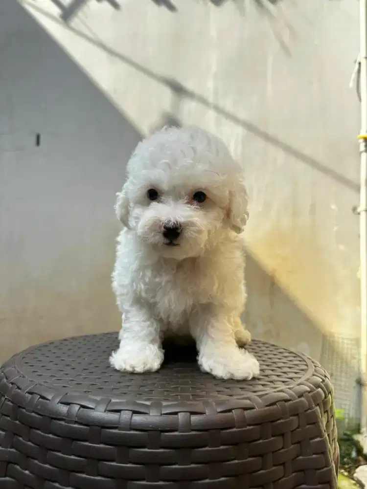 Toy poodle stambum vaksin