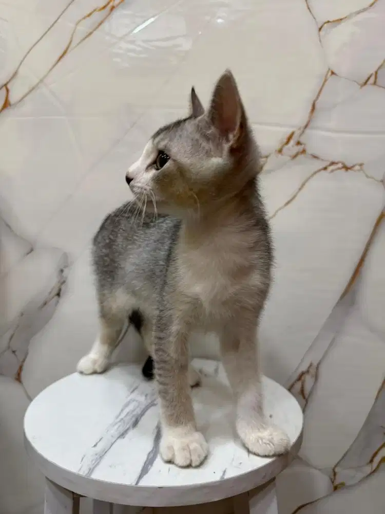 Anakan Kucing Kitten Bsh Mix Sphynx