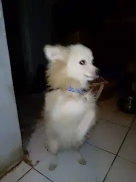 Pom mix Chihuahua jntan 5bln vaksin lengkap .pintar bagus buat jaga