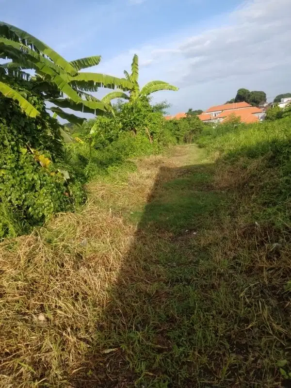 Tanah kayu tulang canggu