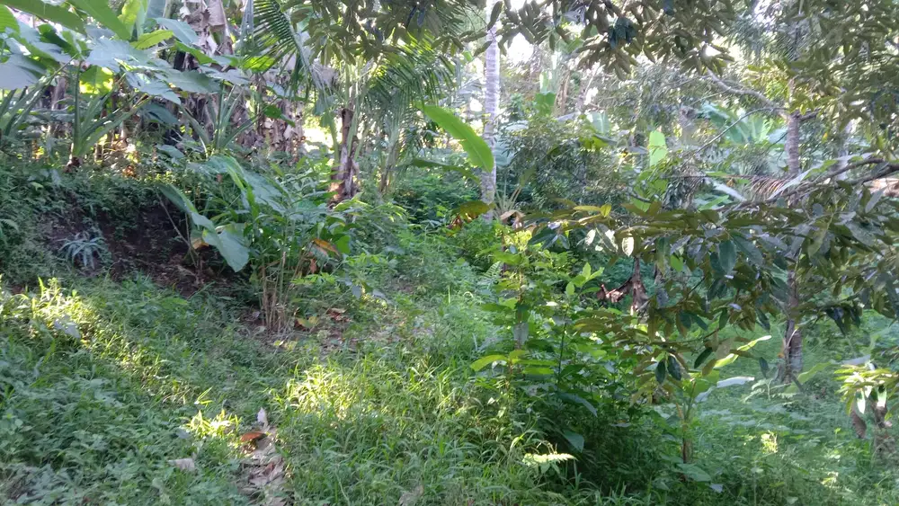 Land For Sale MURAH View Hutan dan Sungai di Sayan Ubud