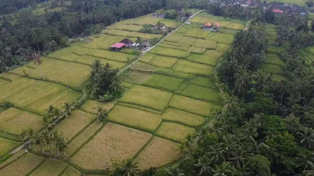 Dijual Tanah MURAH Di Tegallalang Hanya 15 Menit Menuju Central Ubud