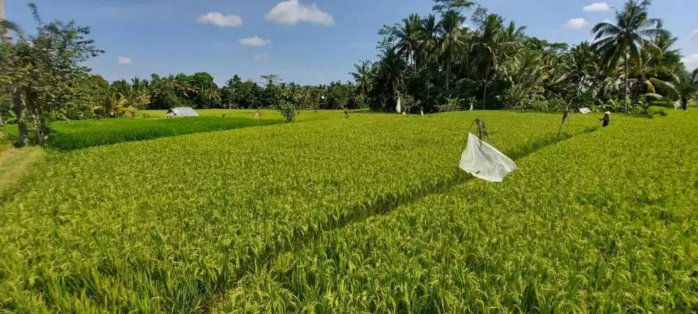 For Sale MURAH Tanah Di Payangan Dekat Tegallalang Keliki