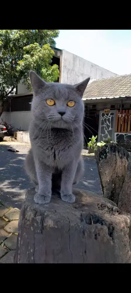 Kucing british shorthair bsh blue solid