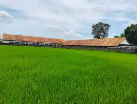 Disewakan cepat lahan di samping Transmart jember