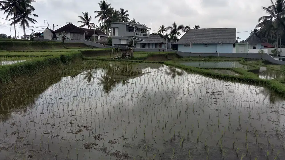 Tanah MURAH Lokasi Strategis View Sawah Link Villa di Ubud Bali