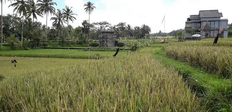 Dijual Tanah Luas 9 are Cocok Untuk Villa di Ubud