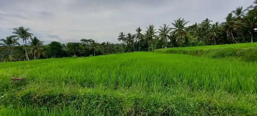For Sale Tanah Di Tampak Siring View Cantik Sawah Terasering & Jungle