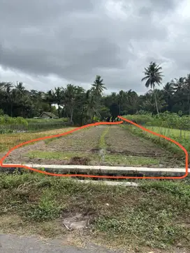 TANAH SAWAH MURAH STRATEGIS DI DAERAH MOROREJO TEMPEL SLEMAN YOGYA
