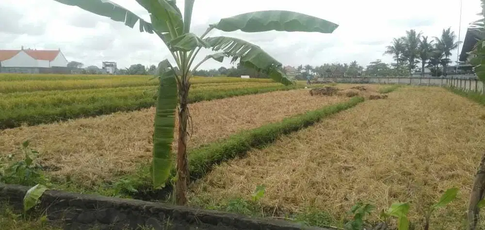 DISEWAKAN TANAH DEKAT PANTAI DI MENGENING CEMAGI