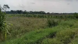 HARGA PALING MURAH SAWAH DI SEYEGAN AKSES MUDAH 2 MUKA BISA NEGO HALUS. JK10451
