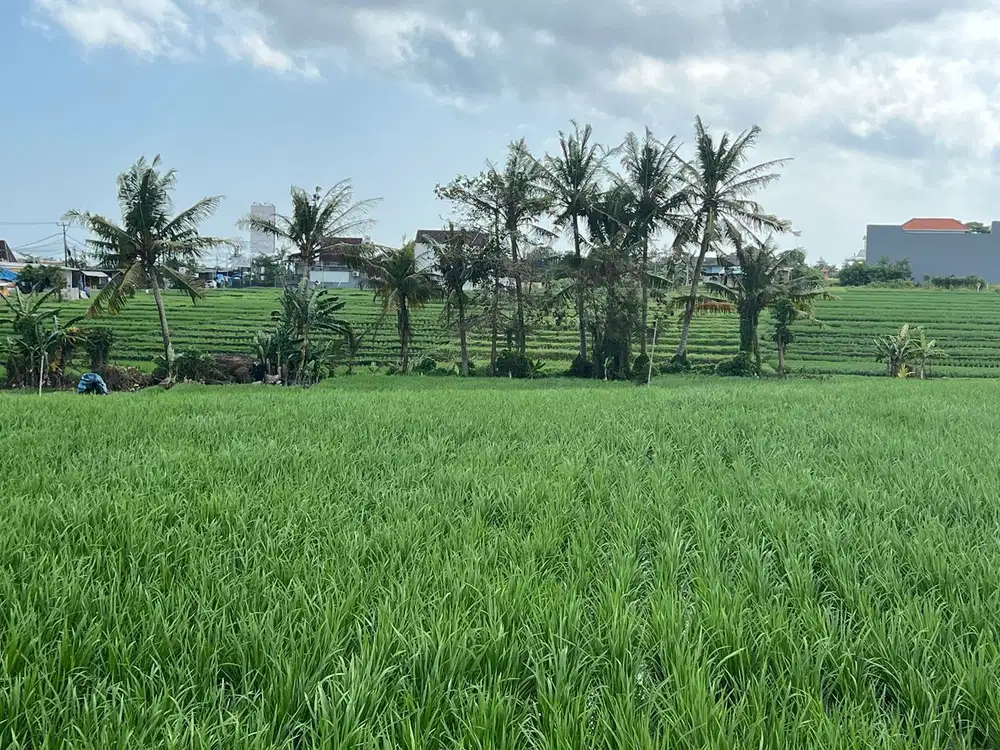 Disewakan tanah 2200 m2 dkt pantai lima Munggu Badung Bali