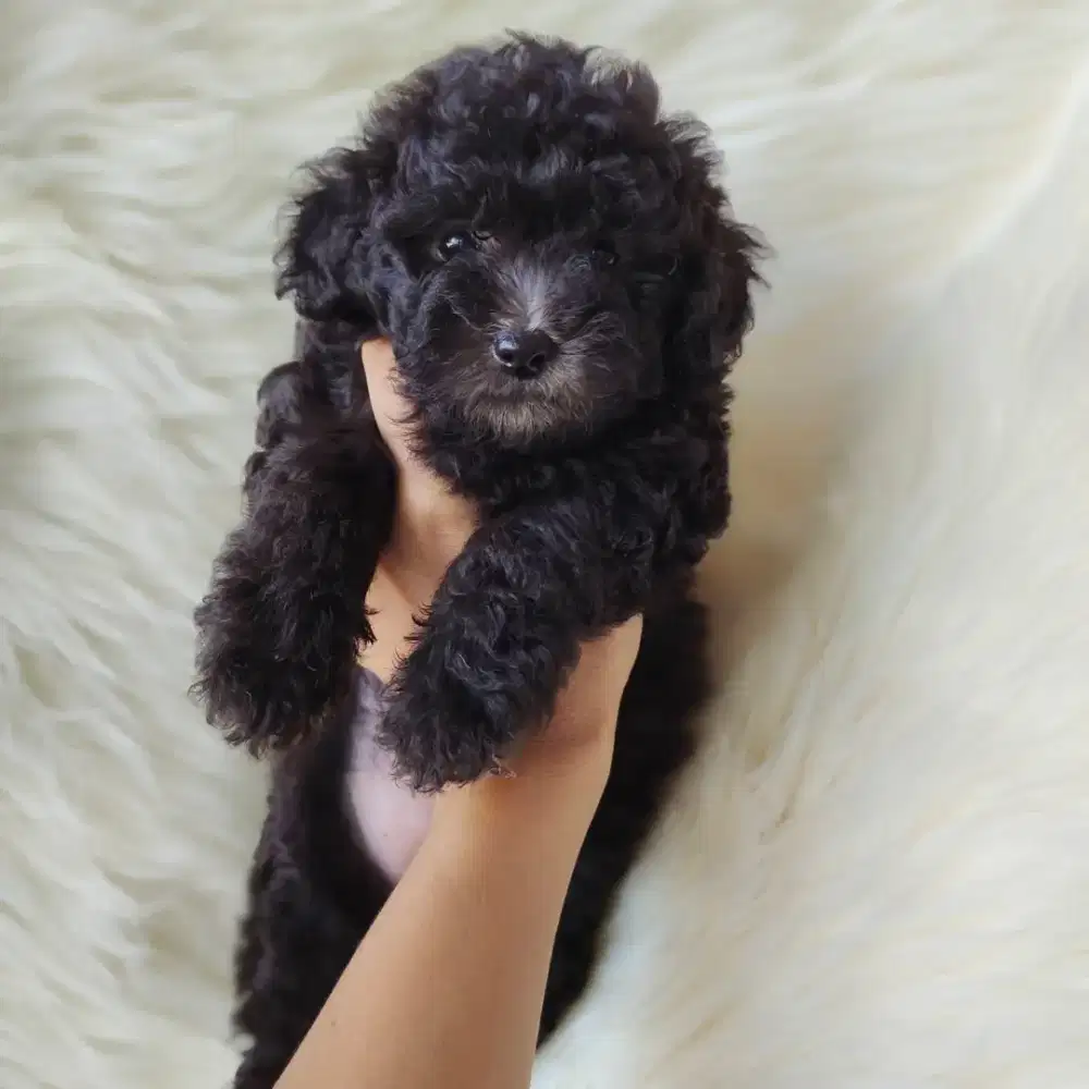 Female Poodle Silver