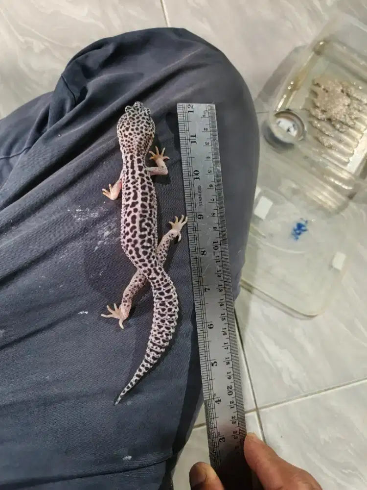 Gecko Lucu dan Unik, Harga Terjangkau!