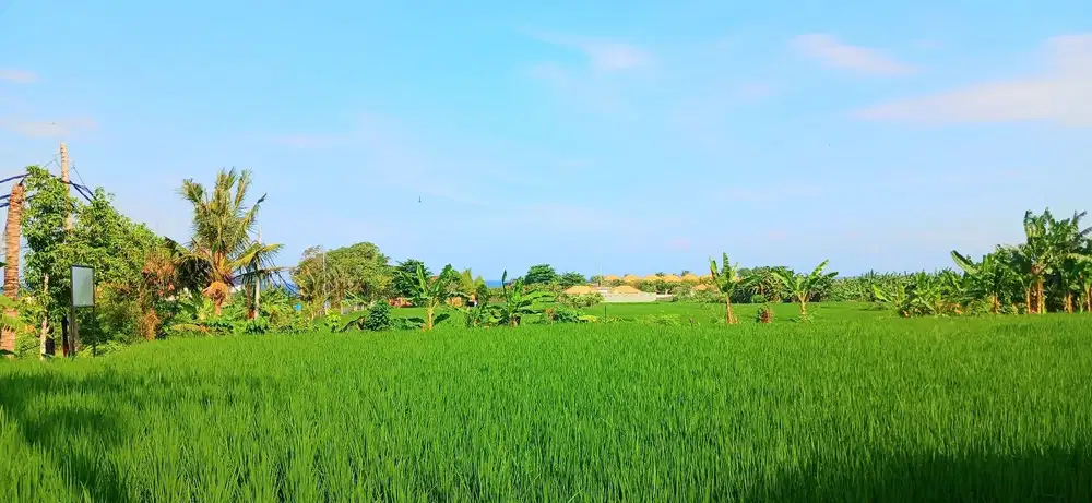 Tanah View Laut 5340 M2 Jln Pantai Purnama Gianyar Bali