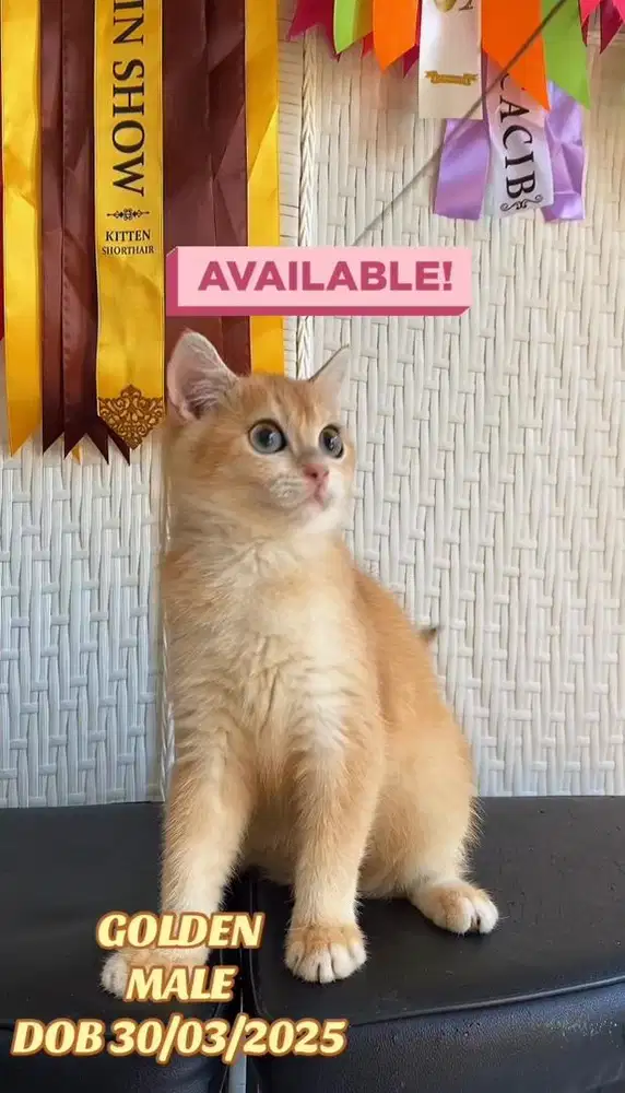 BSH Golden Jantan