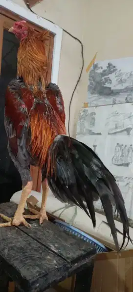 Ayam Hayam aduan