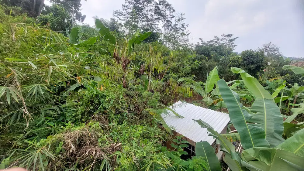 Tanah kebun alpukat hargs 4 jt permeter