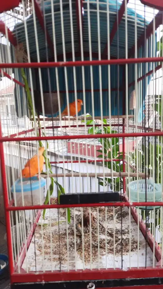 Jual Kenari Merlok Jantan Betina