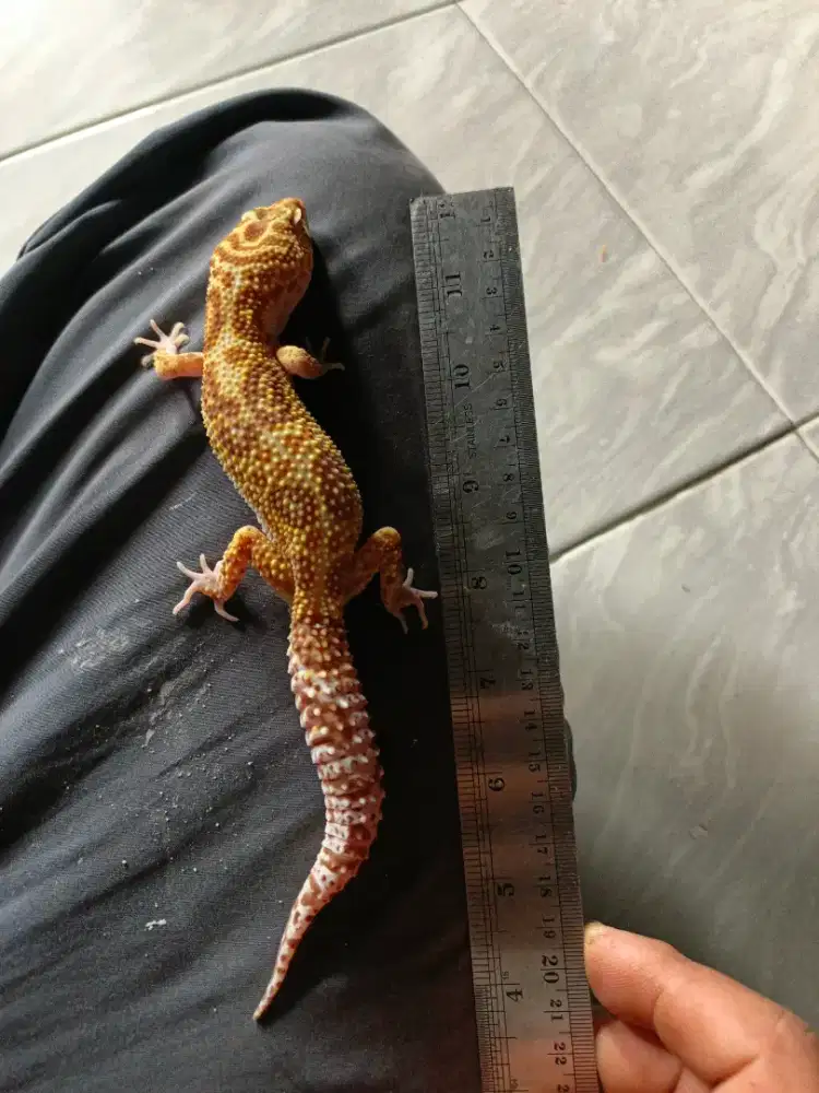 “Gecko Lucu dan Unik, Harga Terjangkau!”