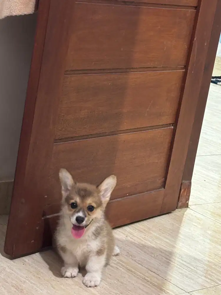 Anakan Anjing Corgi