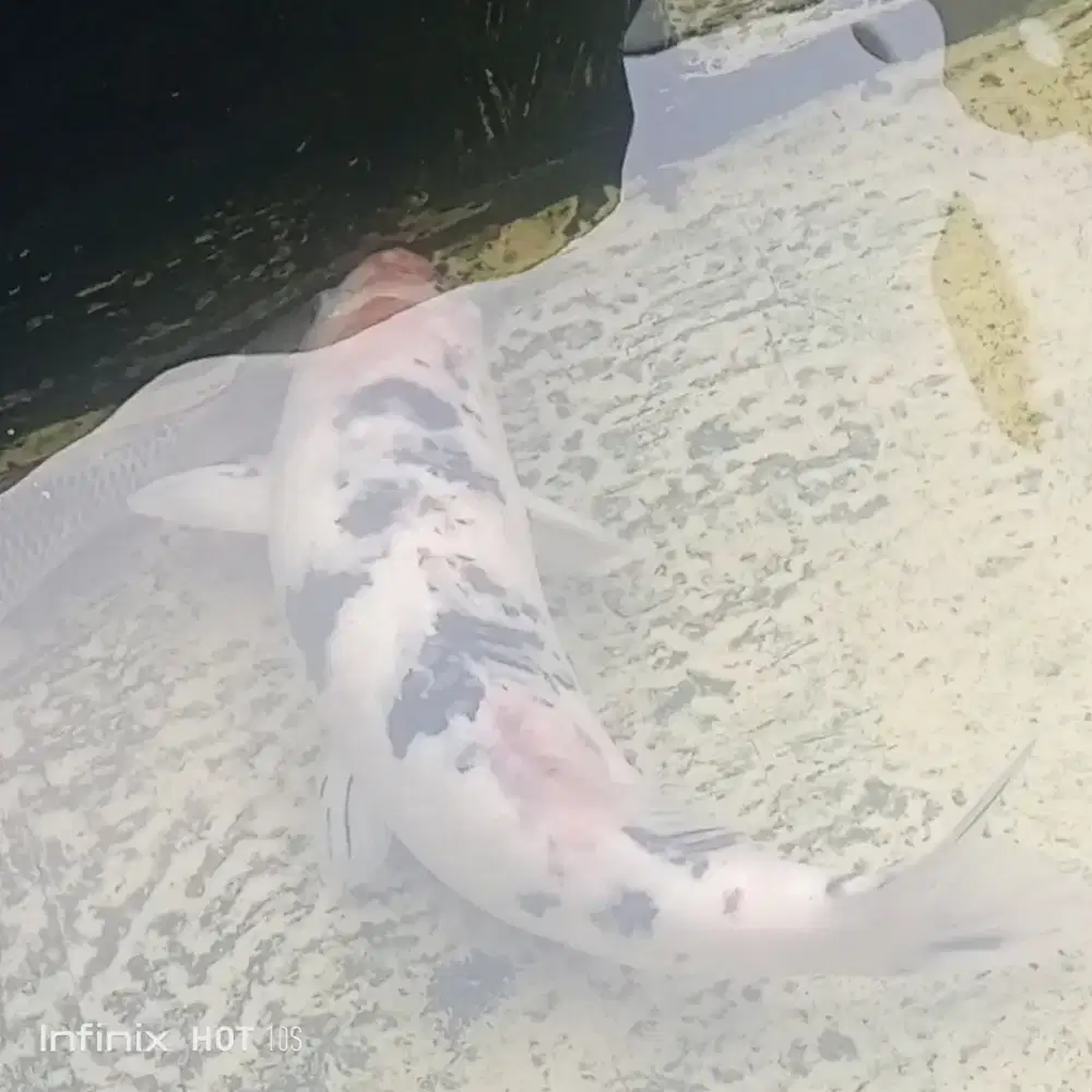 Jual Ikan Koi Paket Murah
