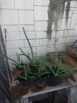 Tanaman Hias Sansivera