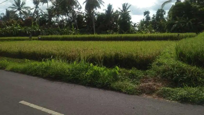 Tanah 5 menit Ke Central Ubud tirtatawar junjungan full view sawah