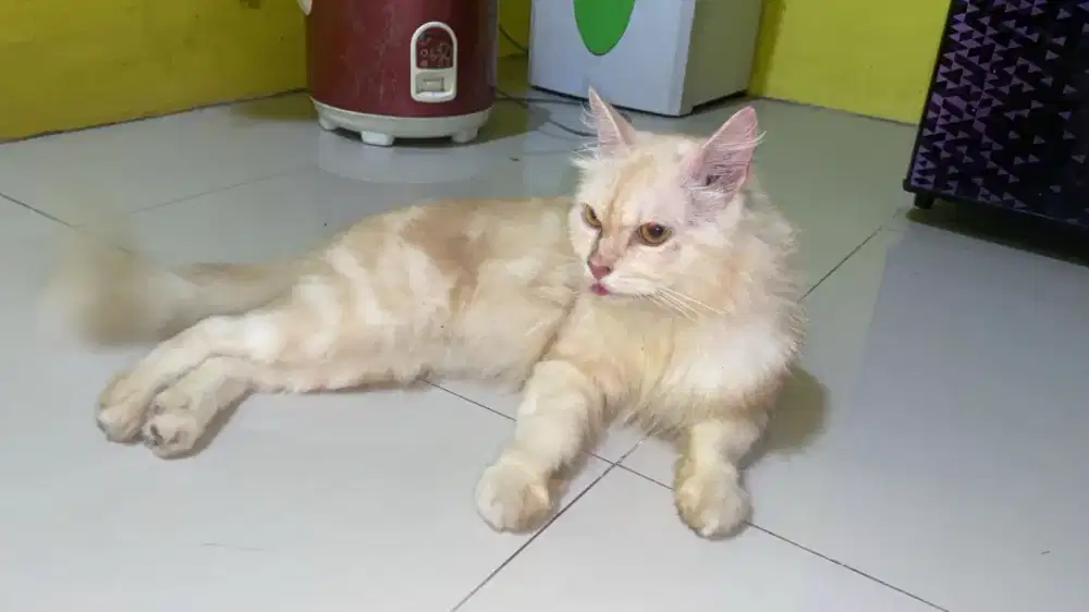 Kucing anggora moli
