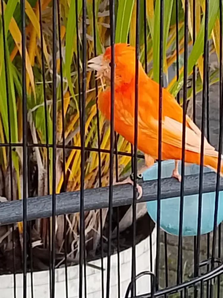 Kenari merlok betina Babon