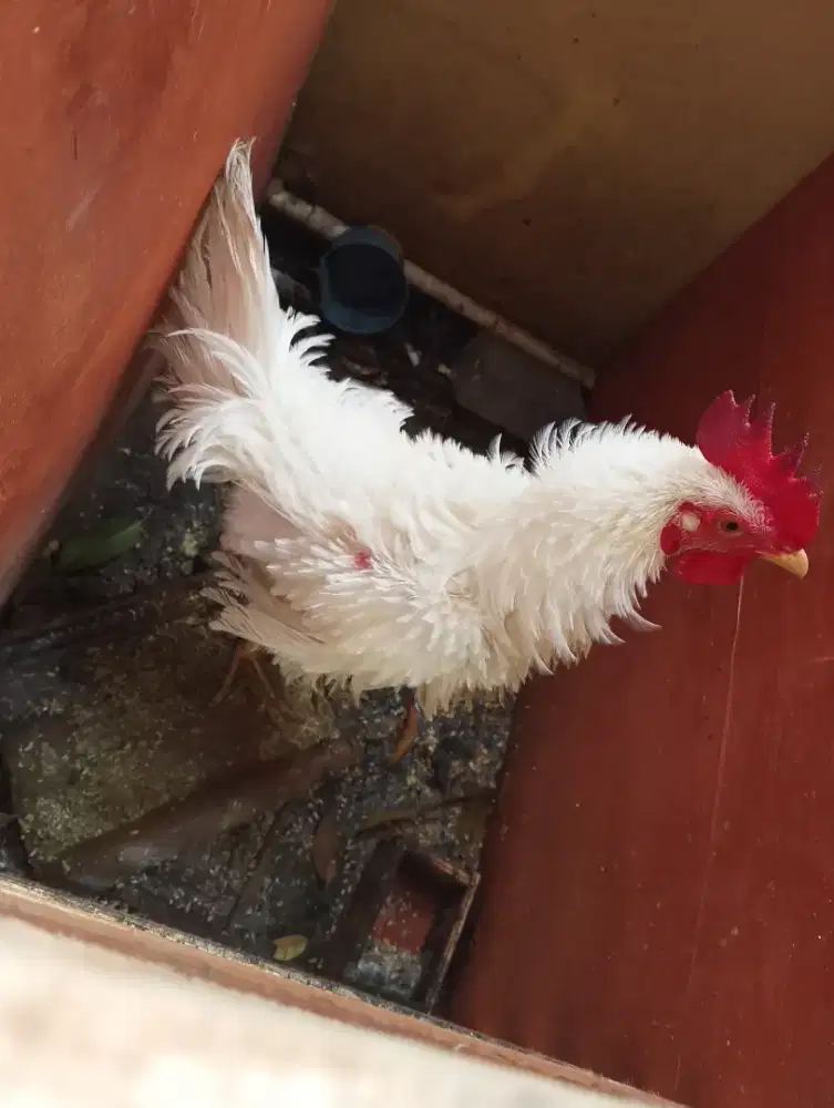 Jual ayam putih walik jago