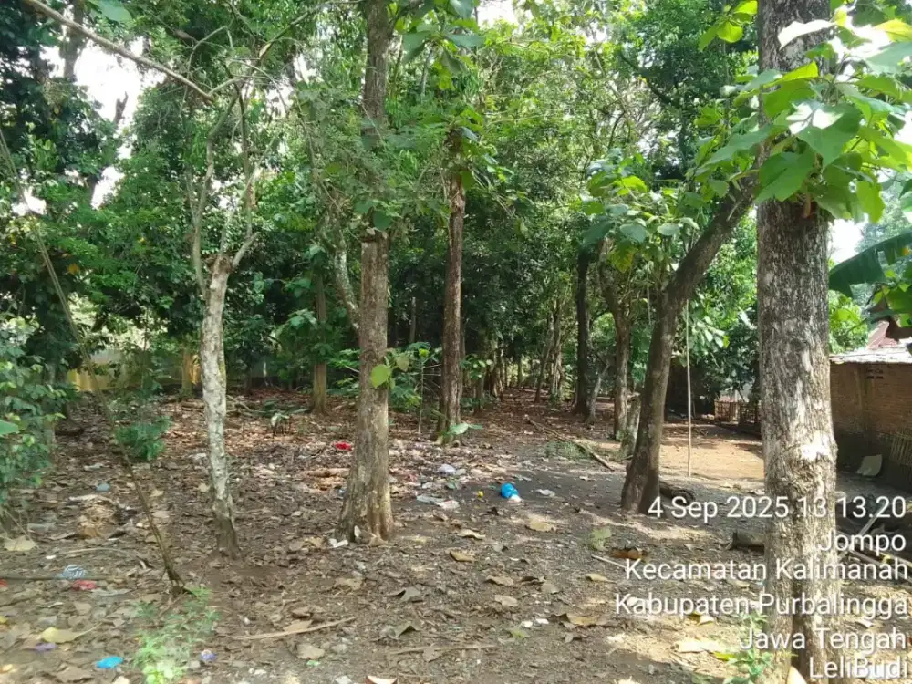 Pohon Jati dijual harga nego