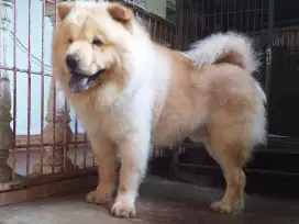 ChowChow jantan kualitas bagus.