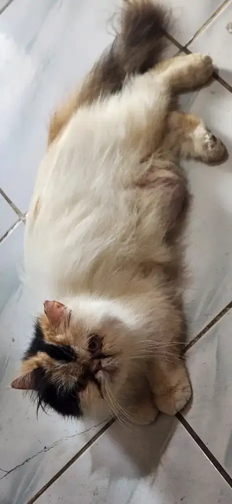 Peaknose betina birahi