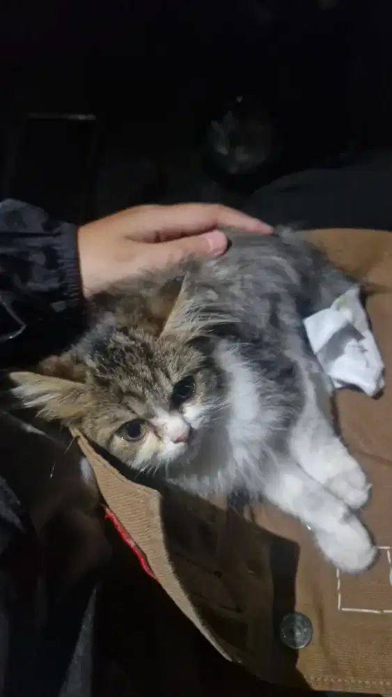 DIBUTUHKAN PENJAGA TOKO PETSHOP