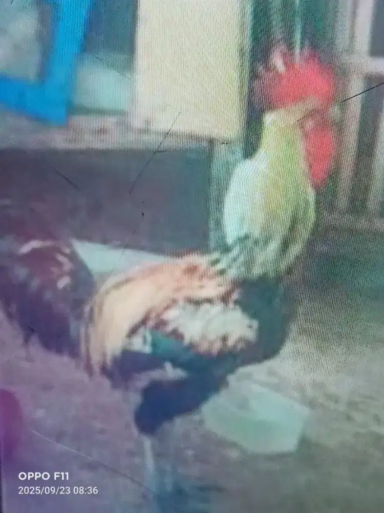 Ayam pelung jumbo asli cianjur warna jalak terah baik2