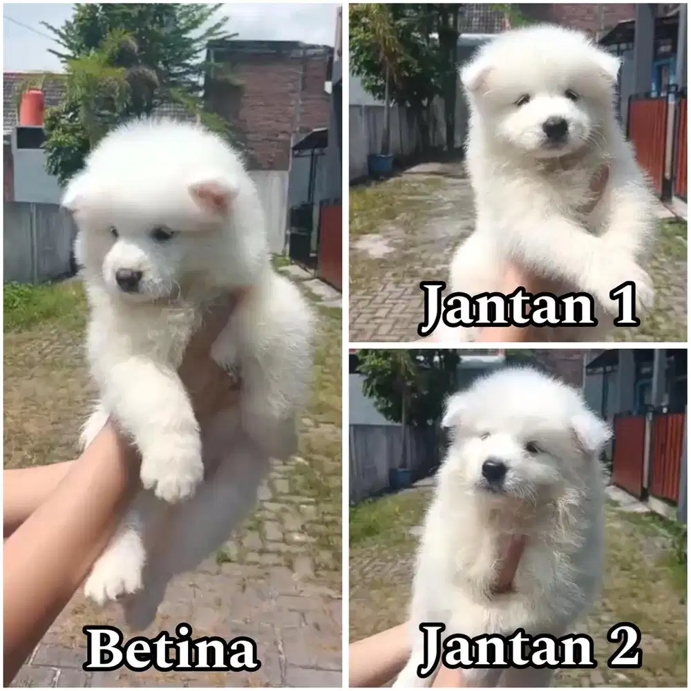 Samoyed jantan & betina stambum vaksin
