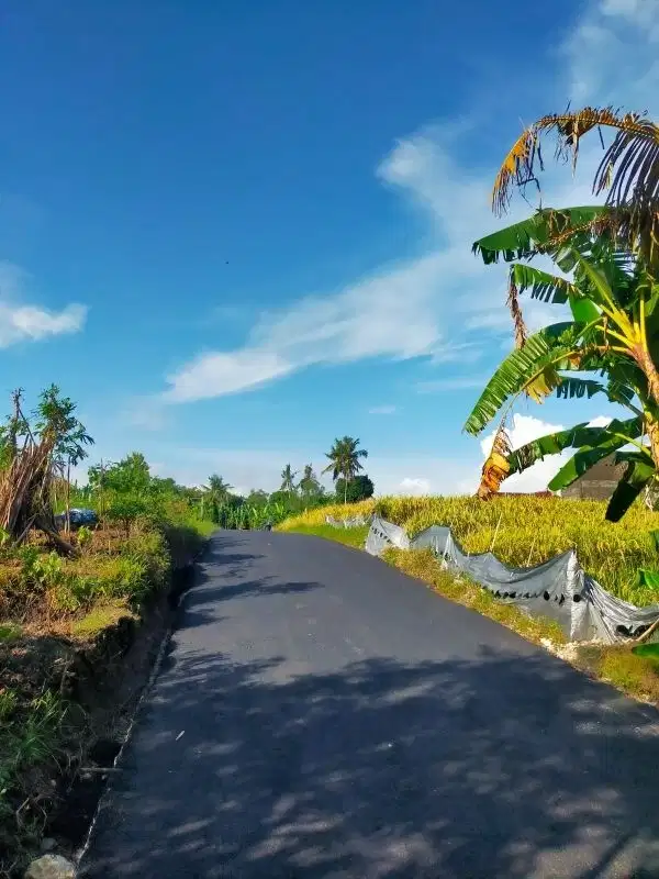Tanah Kavling Belalang Kedungu Tabanan